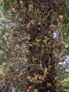 ÃÂ¡annon ball tree. Stem, flowers and fruits. Bottom view at Byculla Zoo Royalty Free Stock Photo